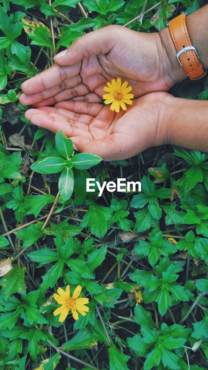 HIGH ANGLE VIEW OF HAND HOLDING YELLOW FLOWERS