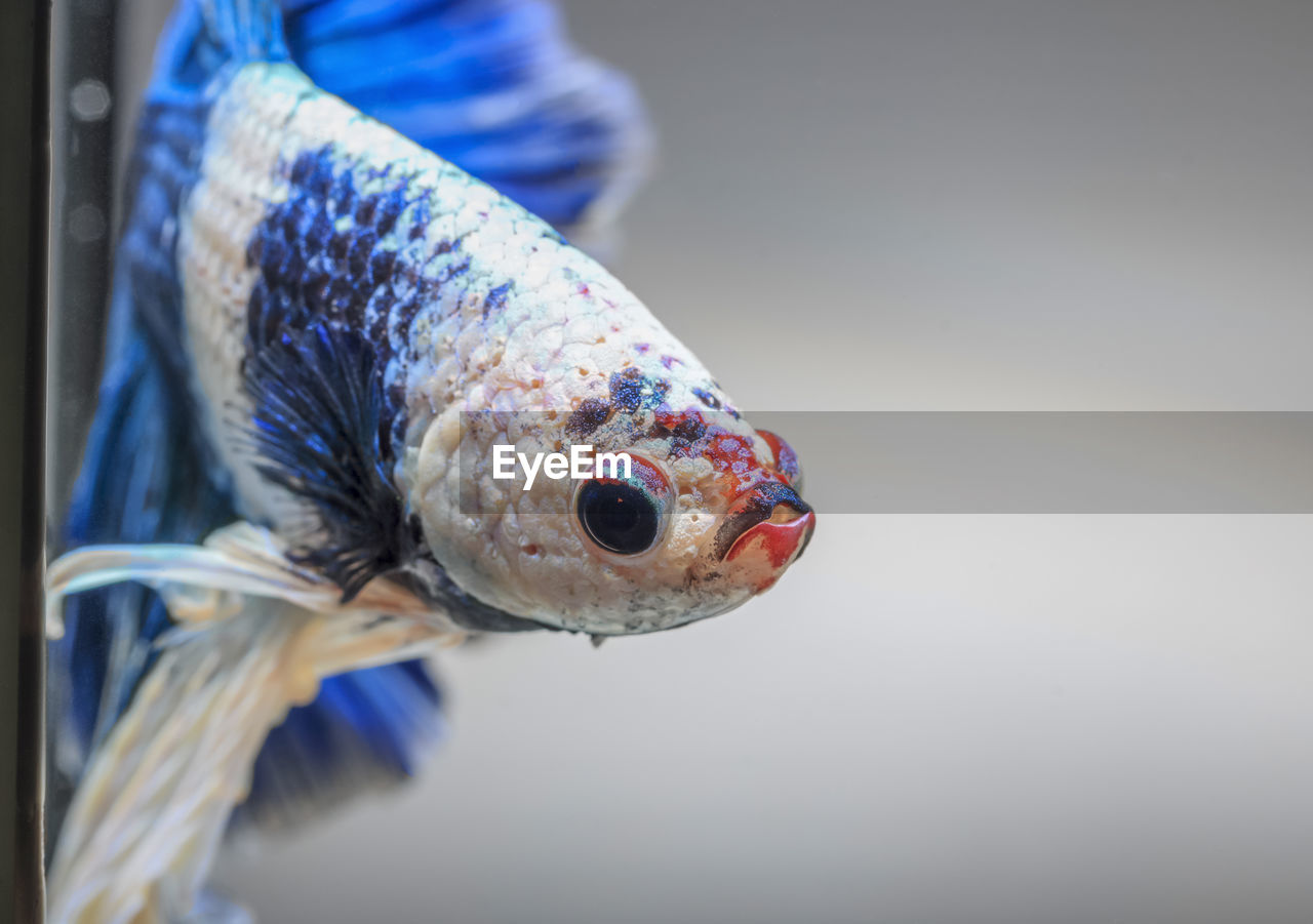 Closeup of betta fish face, betta mouth and air bubbles in the water, siamese fighting fish,betta 