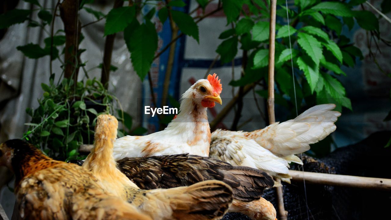 Dwarf chicken in the farm