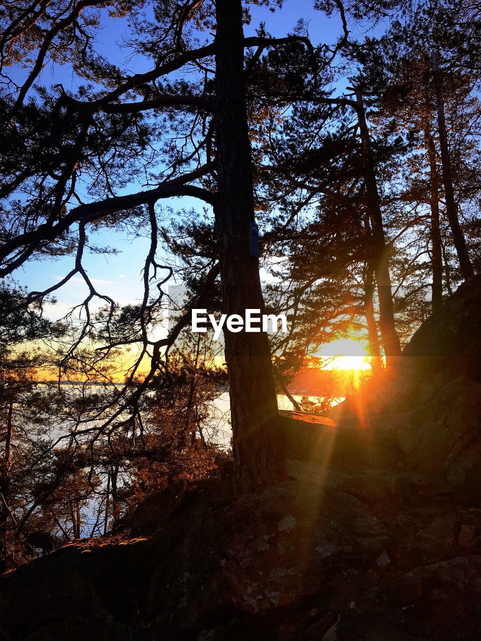 SCENIC VIEW OF TREES AGAINST SKY DURING SUNSET