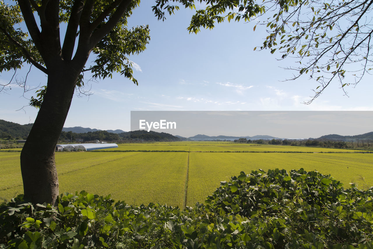 Scenic view of agricultural field against sky