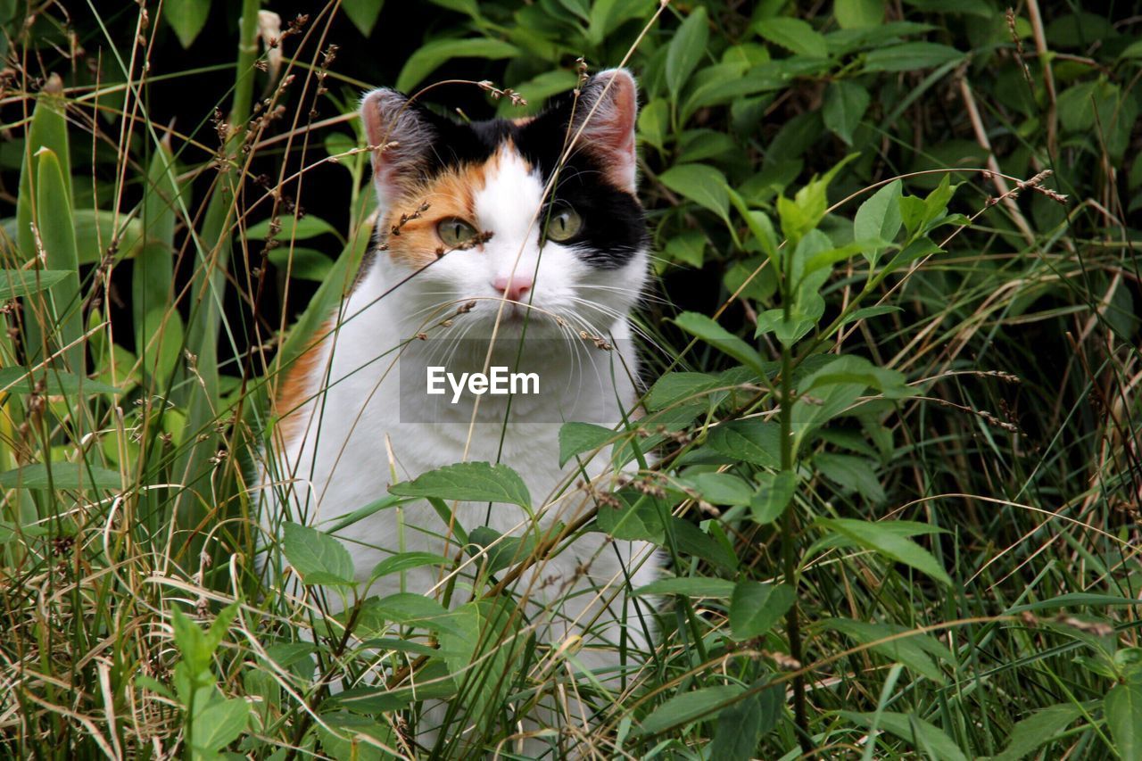 PORTRAIT OF CAT ON PLANT