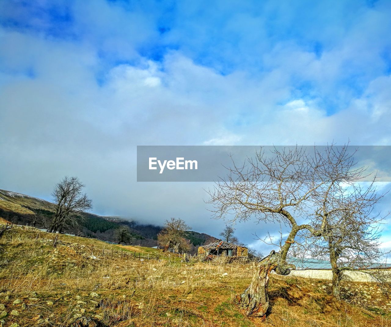 BARE TREE AGAINST SKY