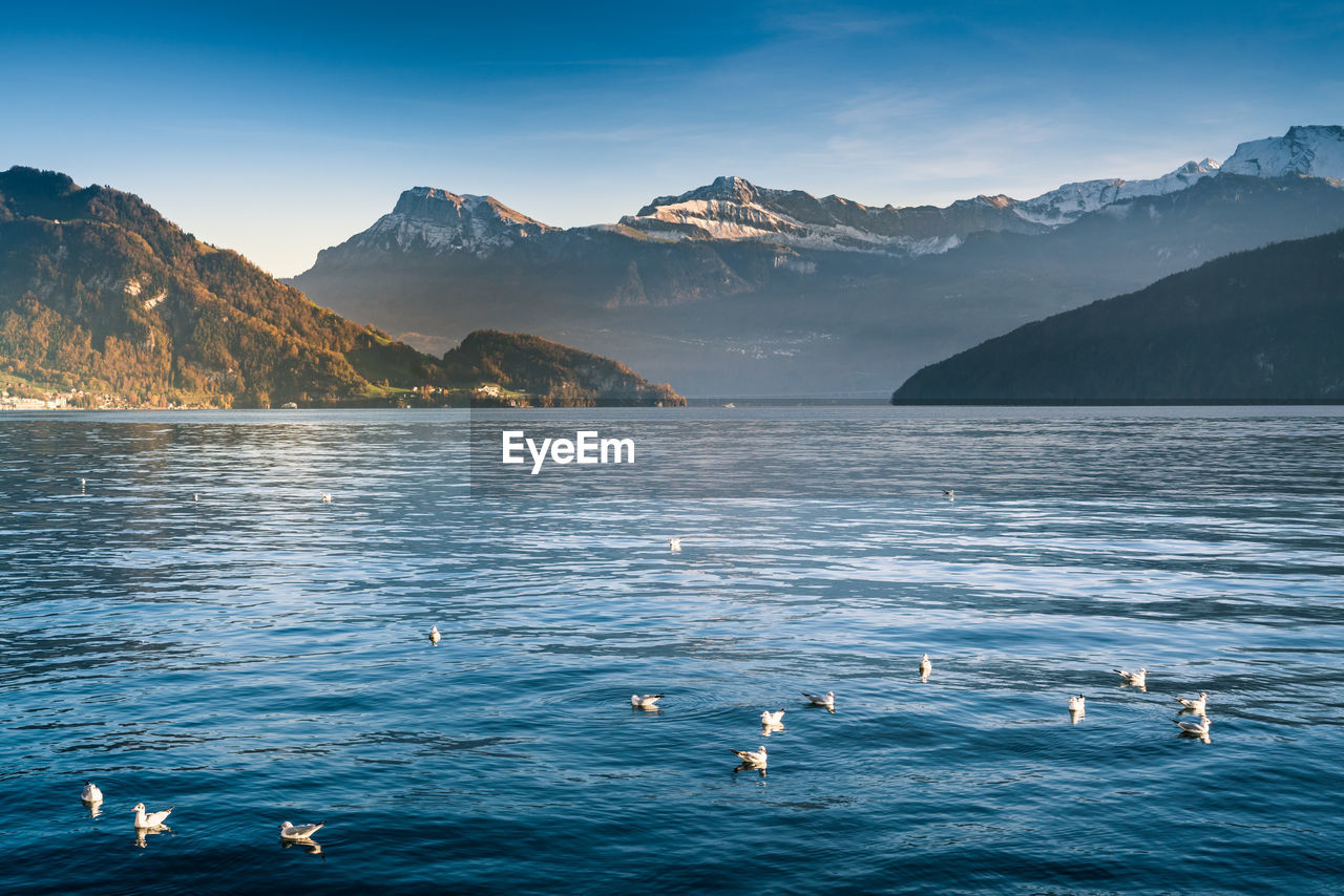 Birds over lake against mountains