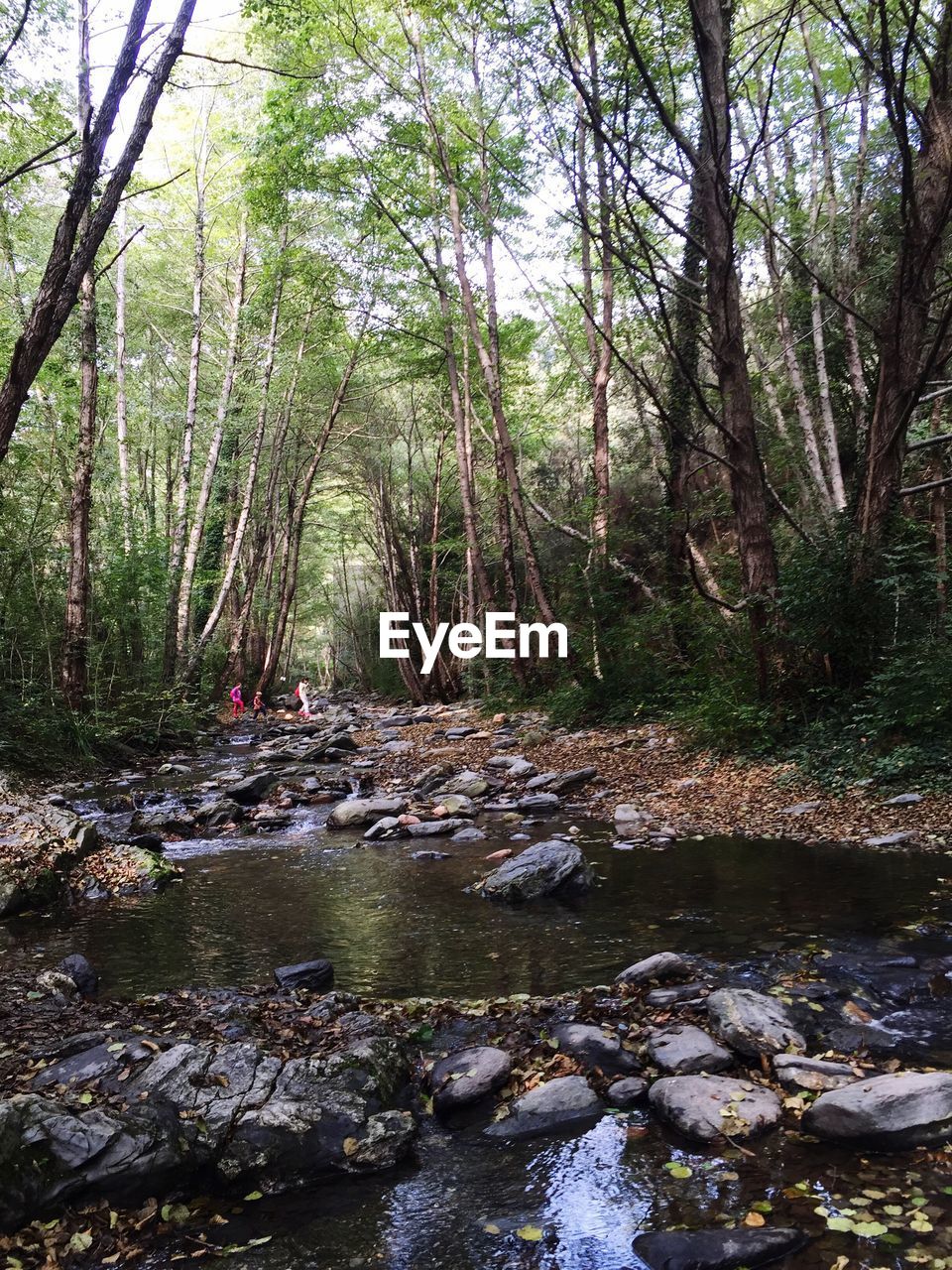 Stream flowing through forest