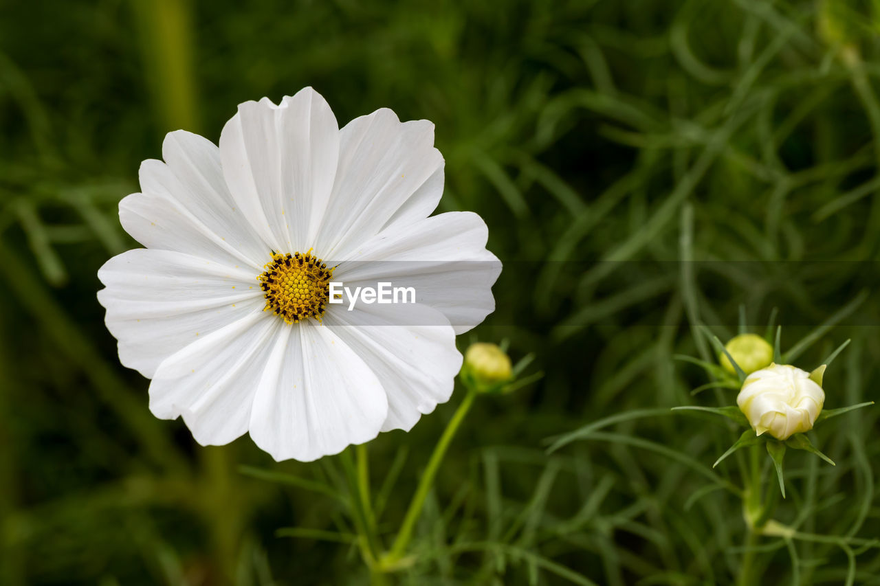 CLOSE-UP OF WHITE DAISY FLOWER ON FIELD