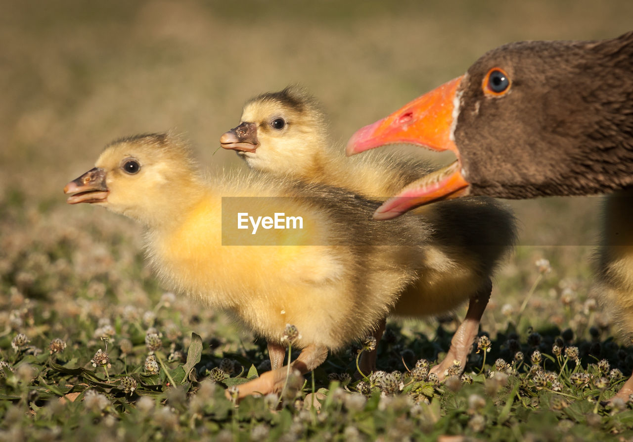 CLOSE-UP OF BIRDS ON LAND