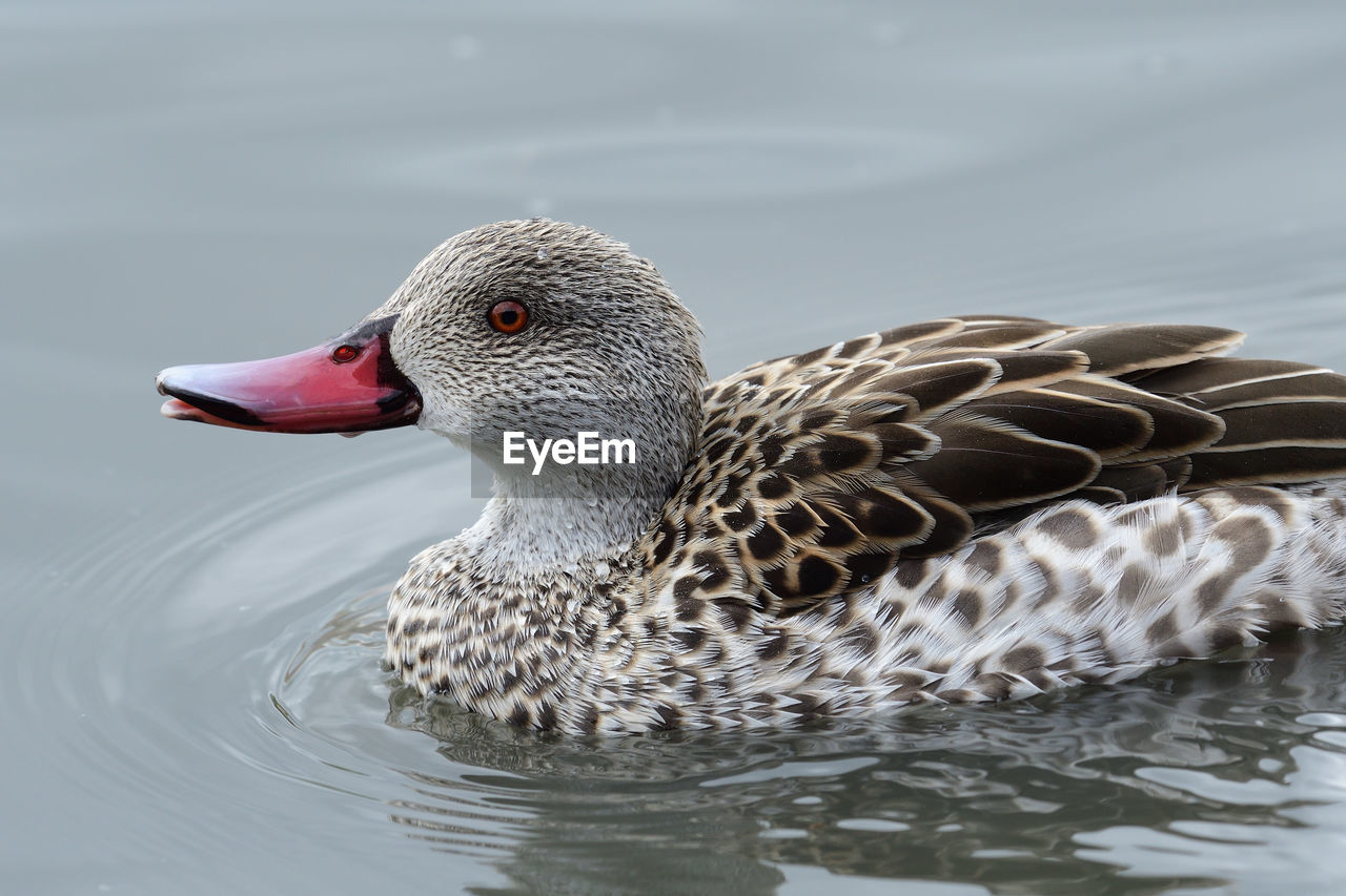 Close up of a cape teal in the water 