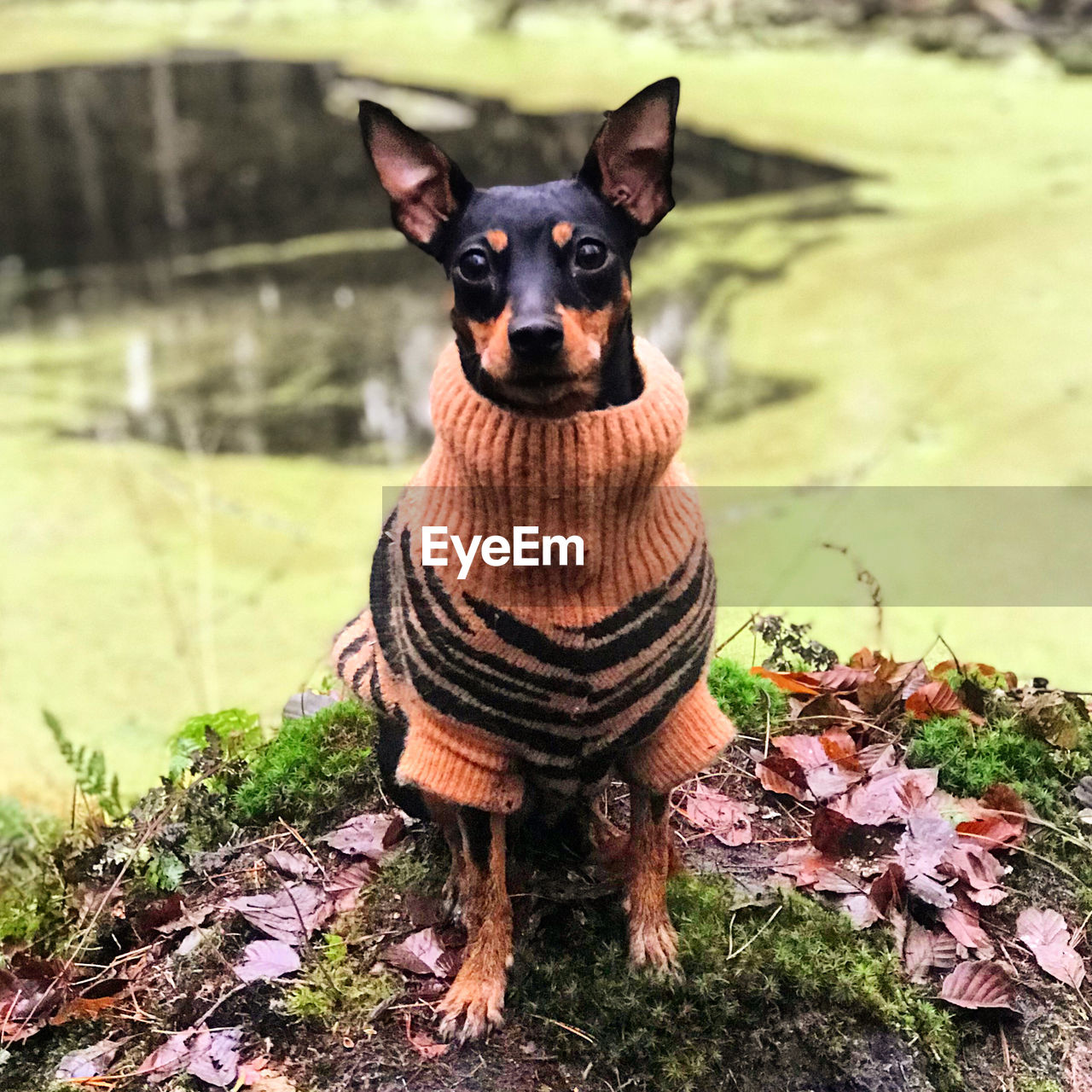 Portrait of dog sitting on field