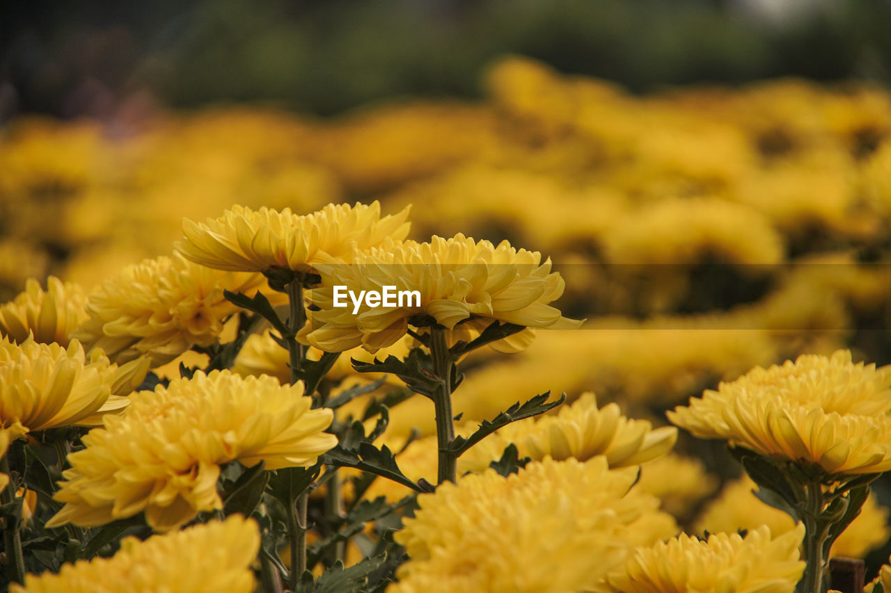 CLOSE-UP OF YELLOW FLOWERING PLANTS