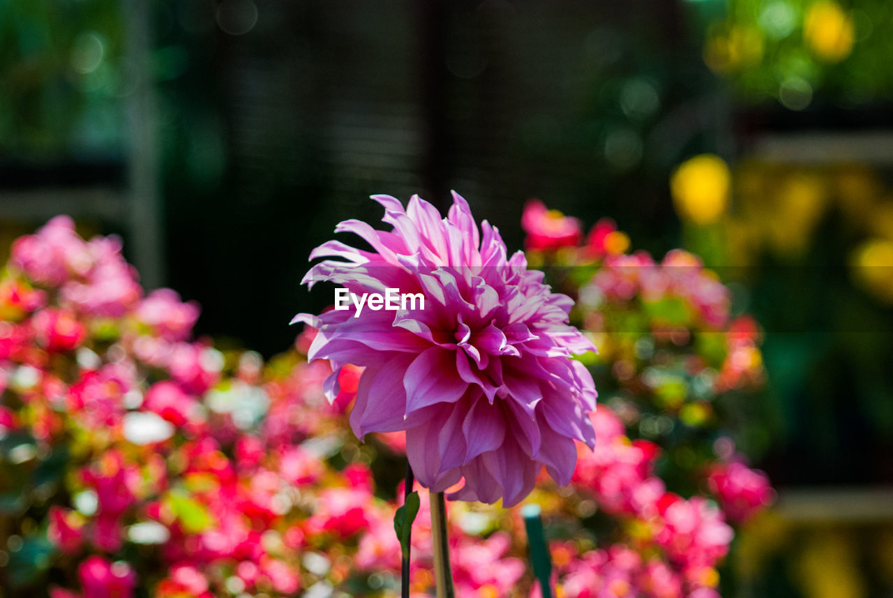 CLOSE-UP OF PINK COSMOS BLOOMING OUTDOORS