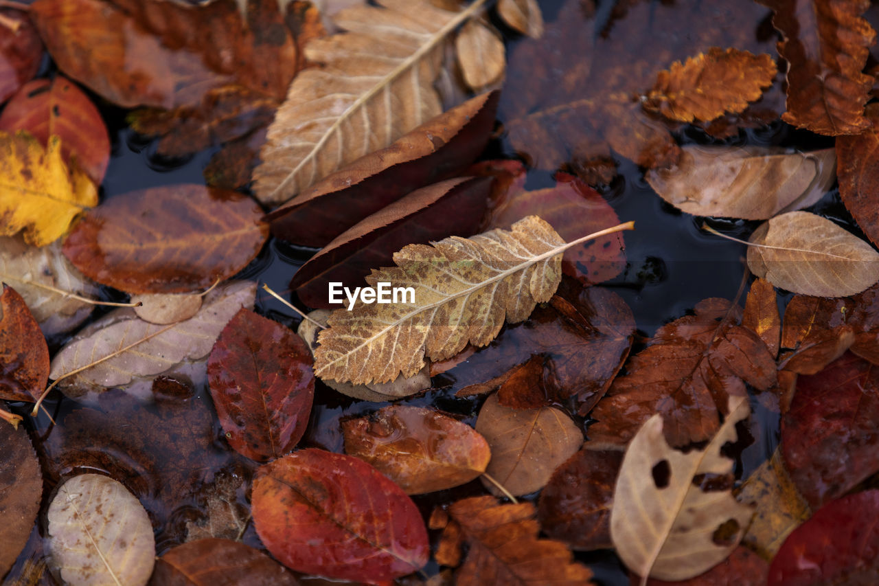 High angle view of dry leaves on field