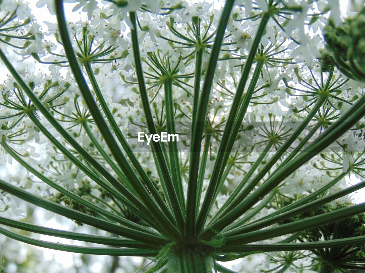 Close-up of fresh green plant