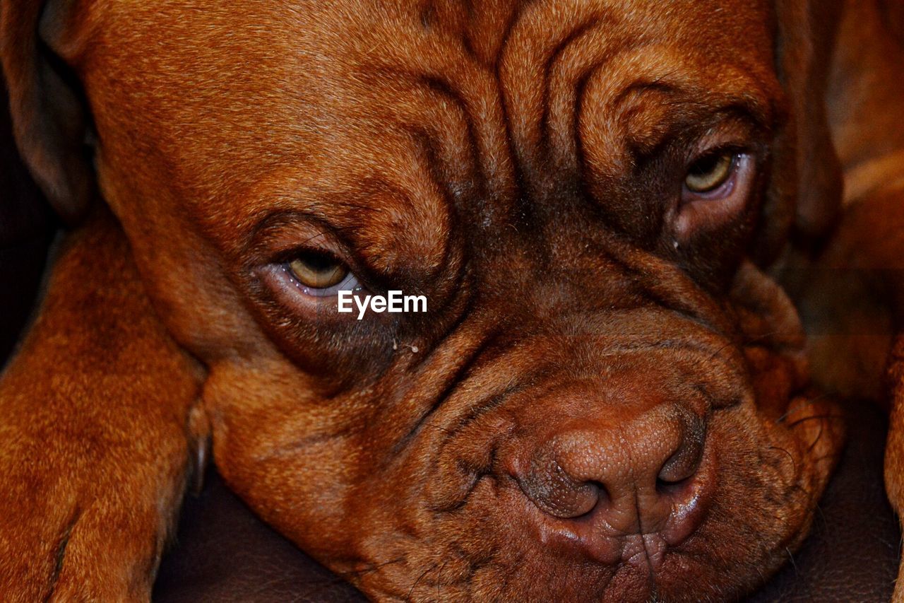 Close-up portrait of brown dog