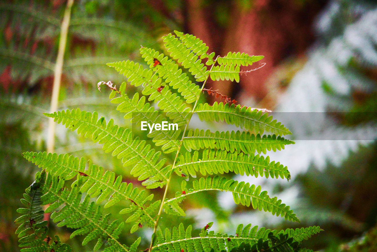CLOSE-UP OF LEAVES ON TREE