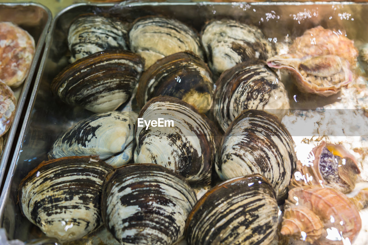 Live seashell in water tank at a japanese fresh market