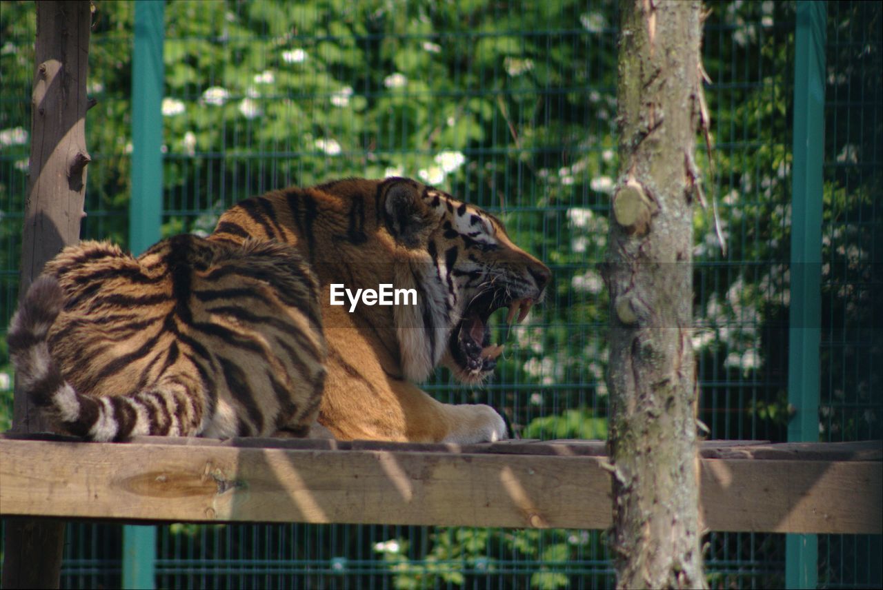 Tiger in zoo