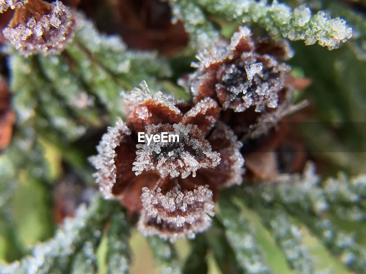 CLOSE-UP OF FROZEN TREE DURING WINTER