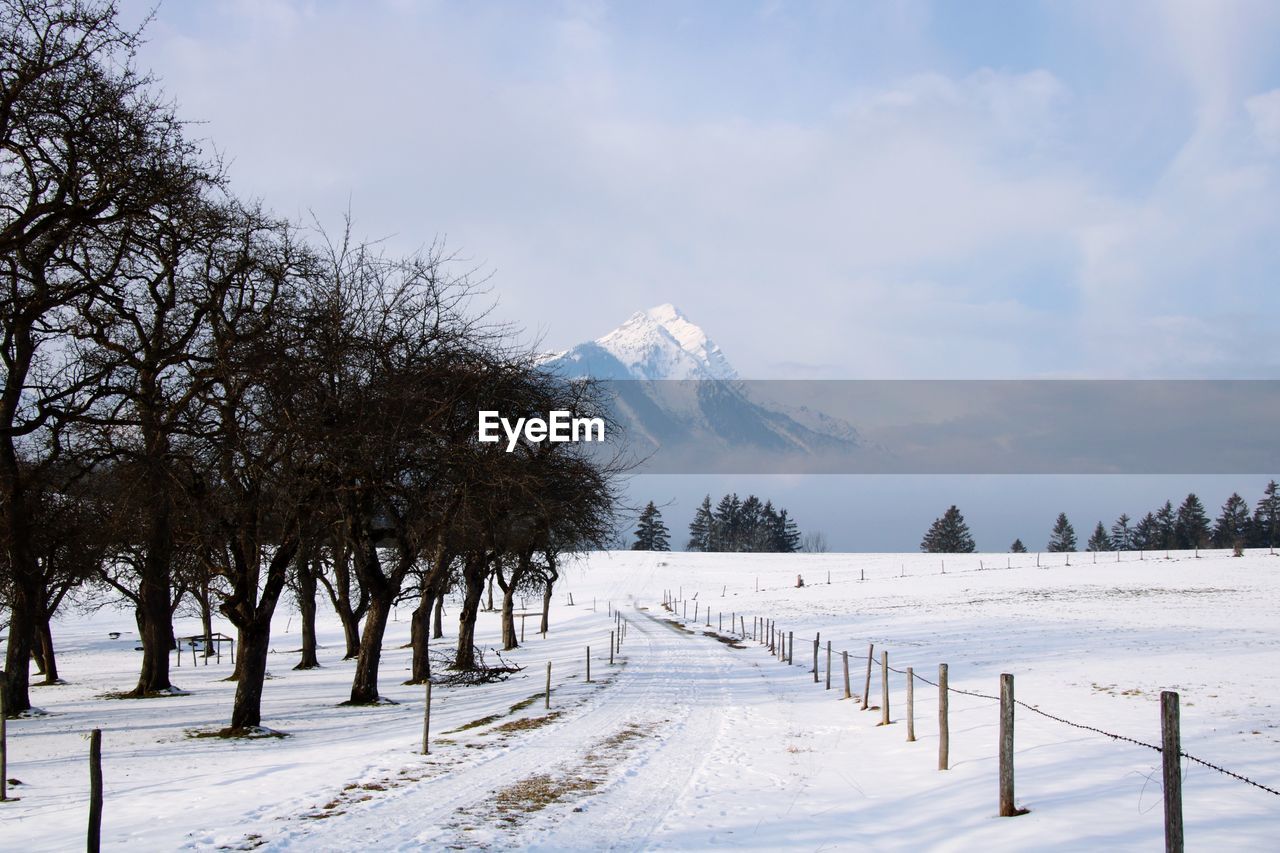 Trees on snow covered field against sky