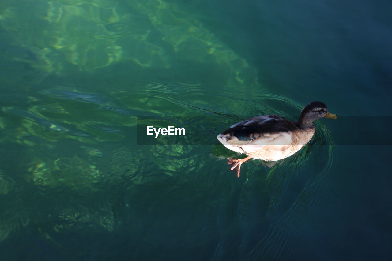 HIGH ANGLE VIEW OF DUCK IN LAKE