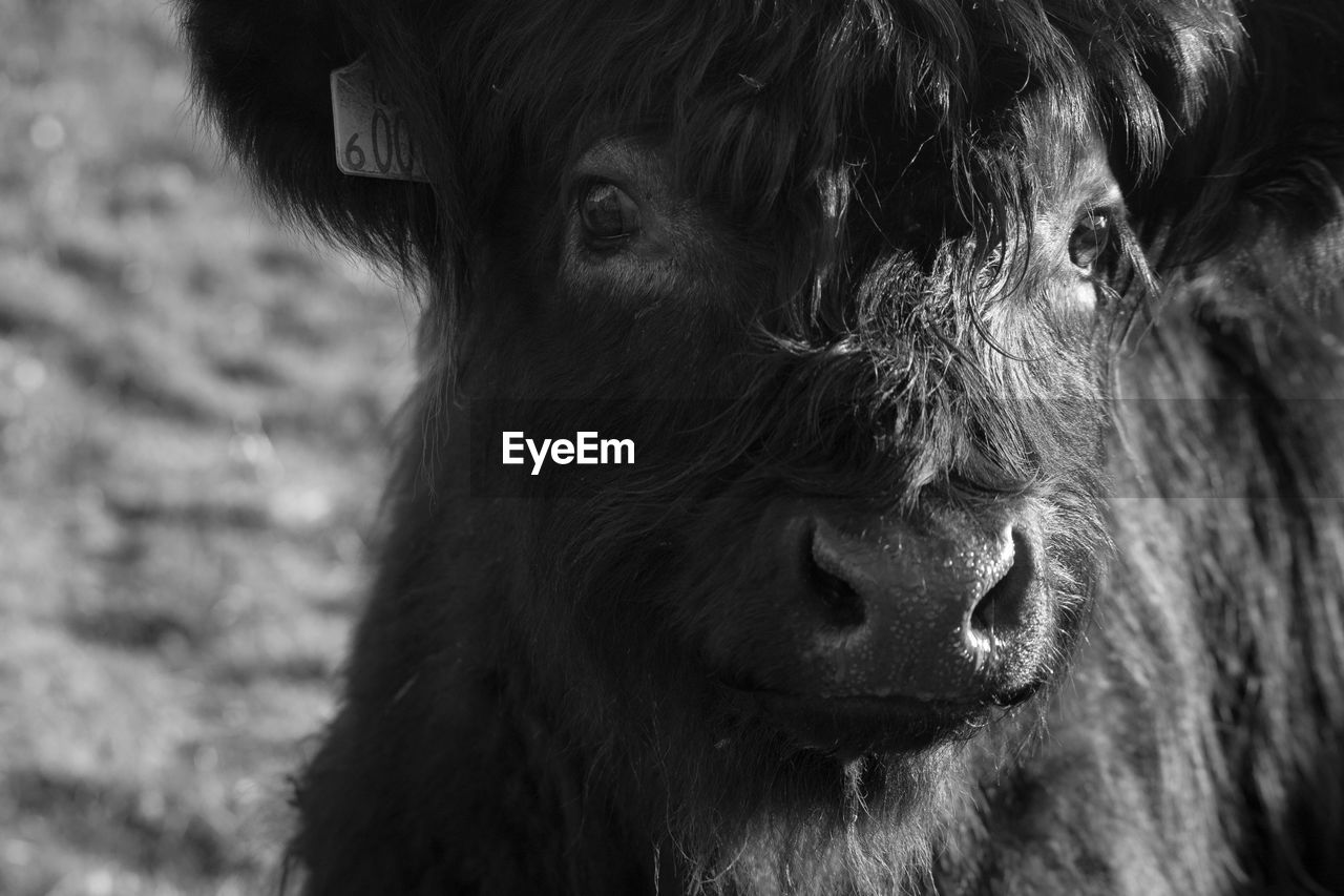 Close-up portrait of calf