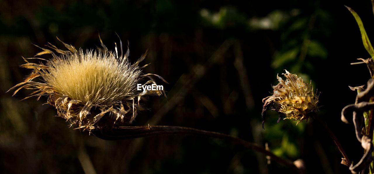 CLOSE-UP OF DANDELION FLOWER