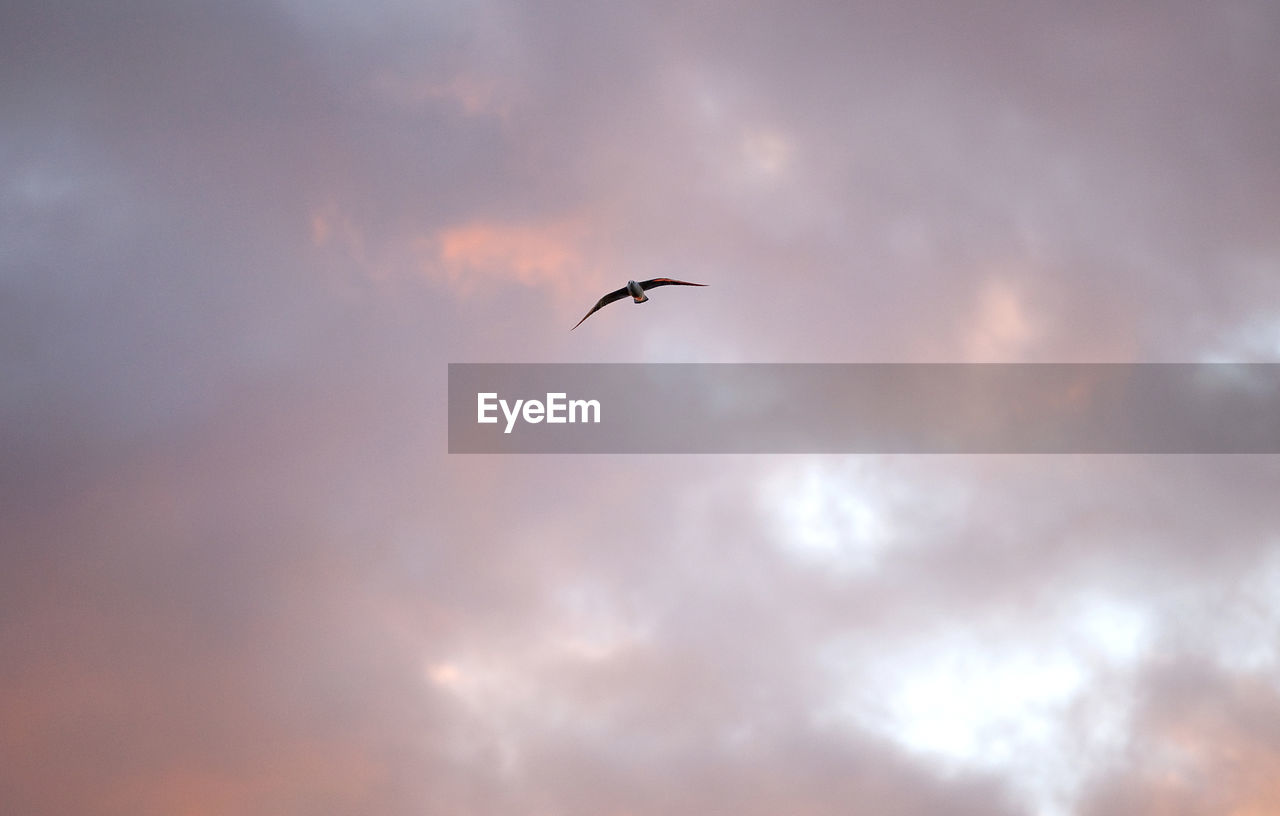Low angle view of bird flying in sky