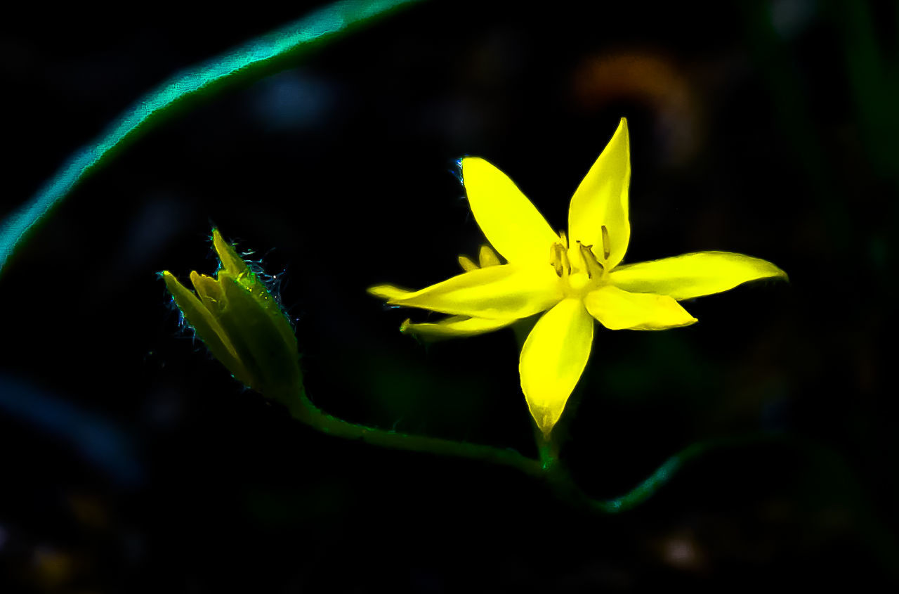 Close-up of yellow flower blooming in park
