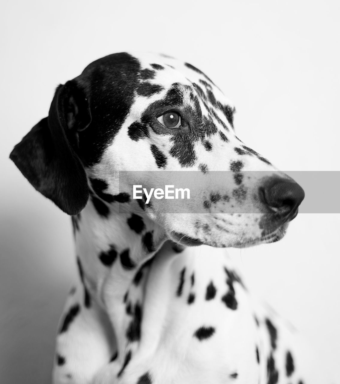 Close-up of dalmatian dog looking away against wall