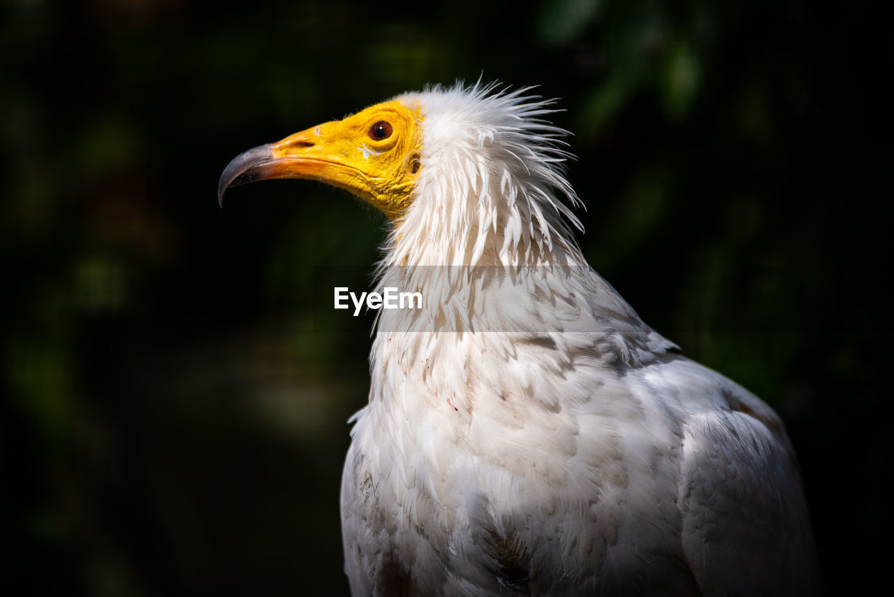 Egyptian vulture in profile.