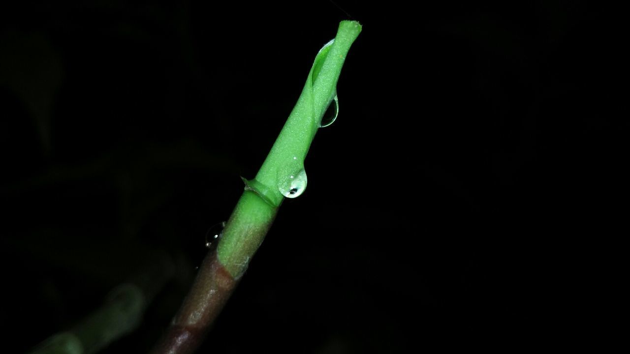 CLOSE-UP OF PLANT OVER BLACK BACKGROUND