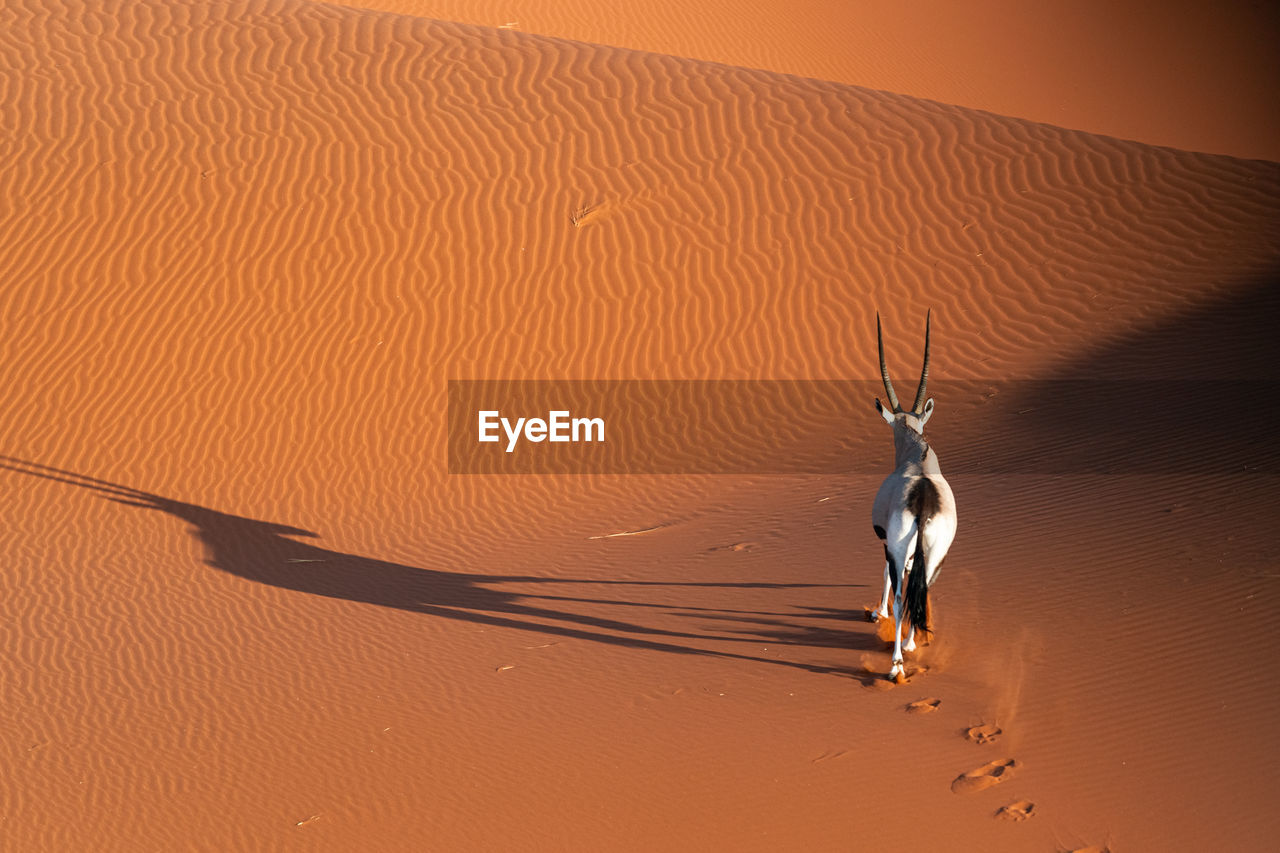 Oryx in the namib desert