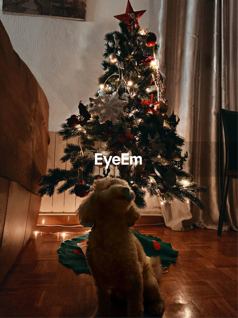 Dog christmas 