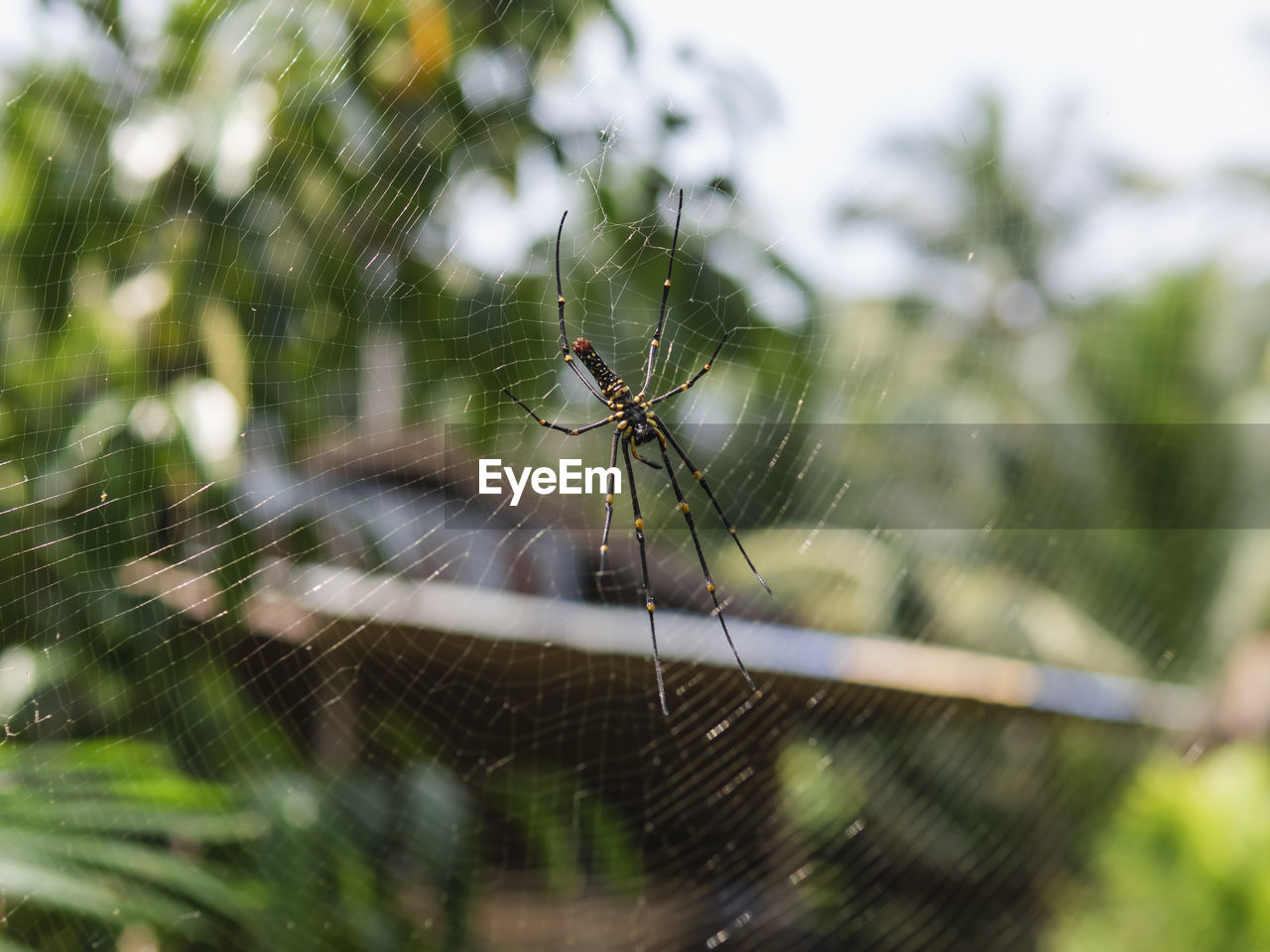 CLOSE-UP OF SPIDER AND WEB
