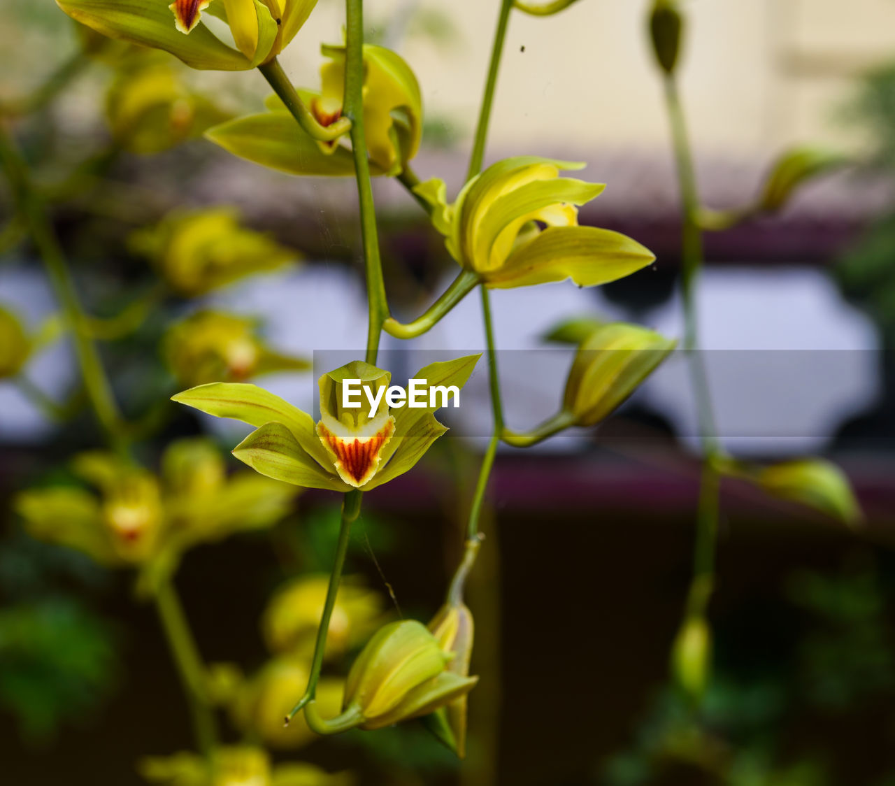 Close-up of yellow flowering plant