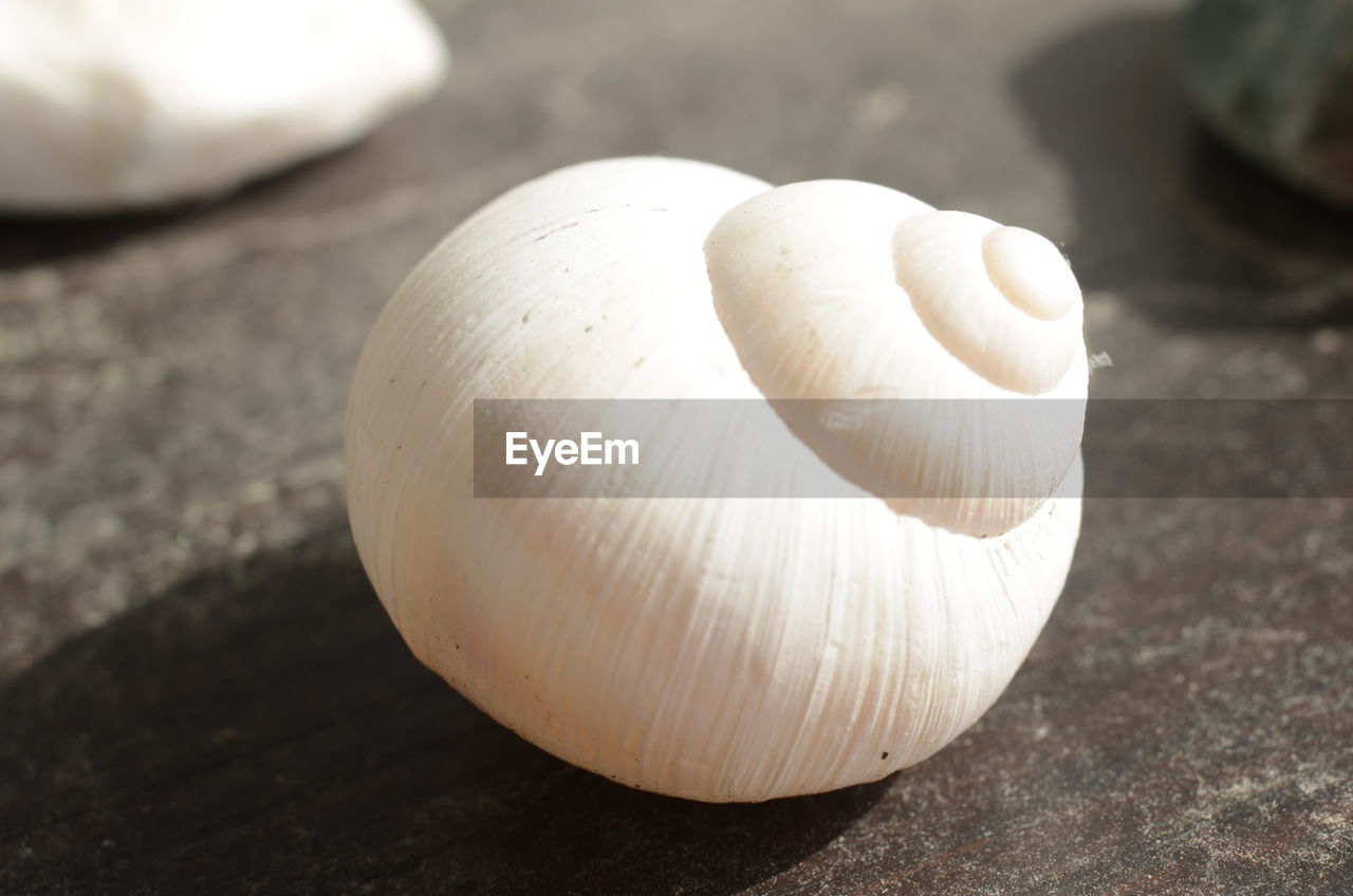 Close-up of a snail shell on table