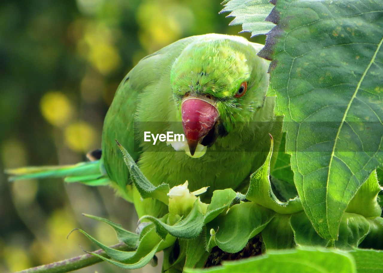 Close-up of parrot on branch