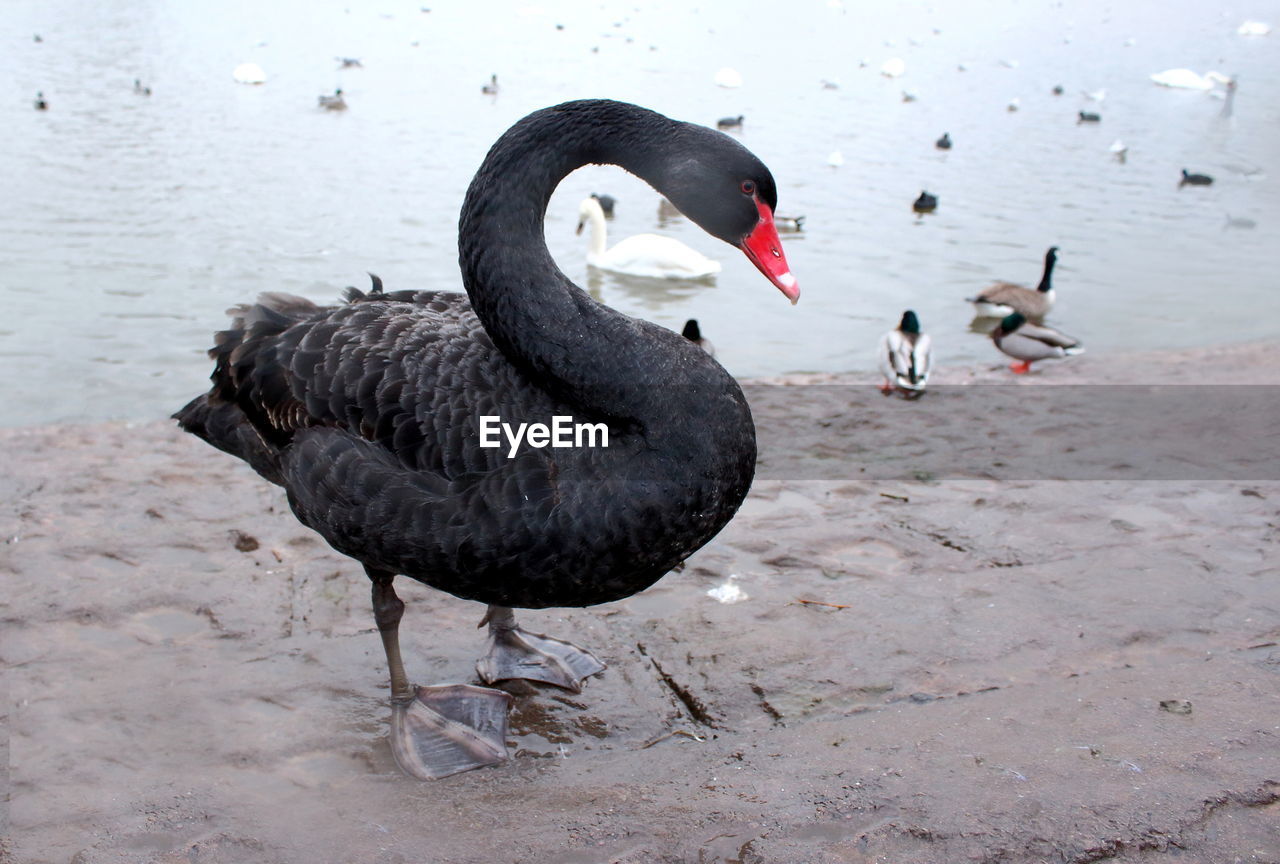 Black swan standing on shore of lake with other ducks and swans in background