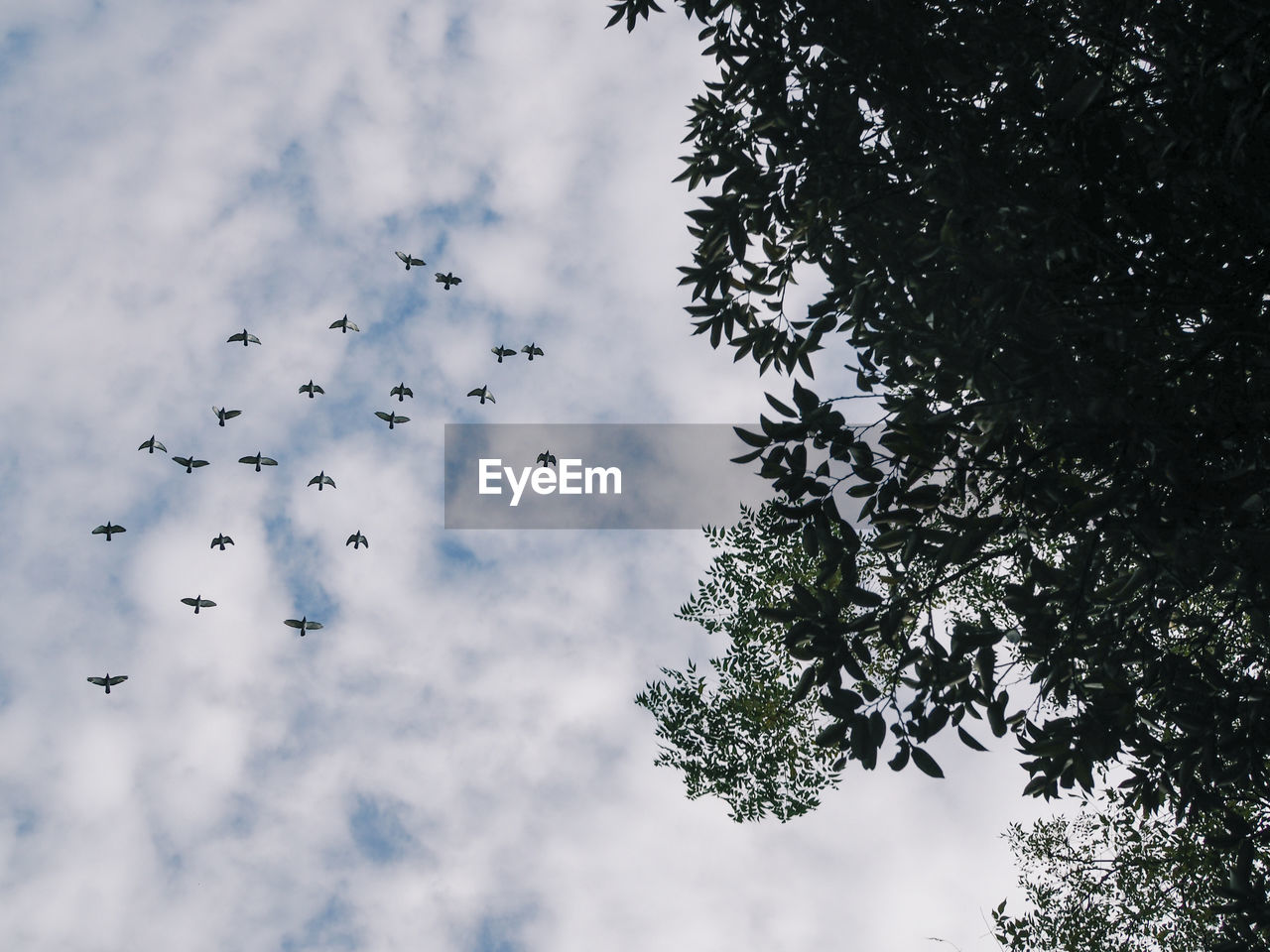 LOW ANGLE VIEW OF BIRDS FLYING