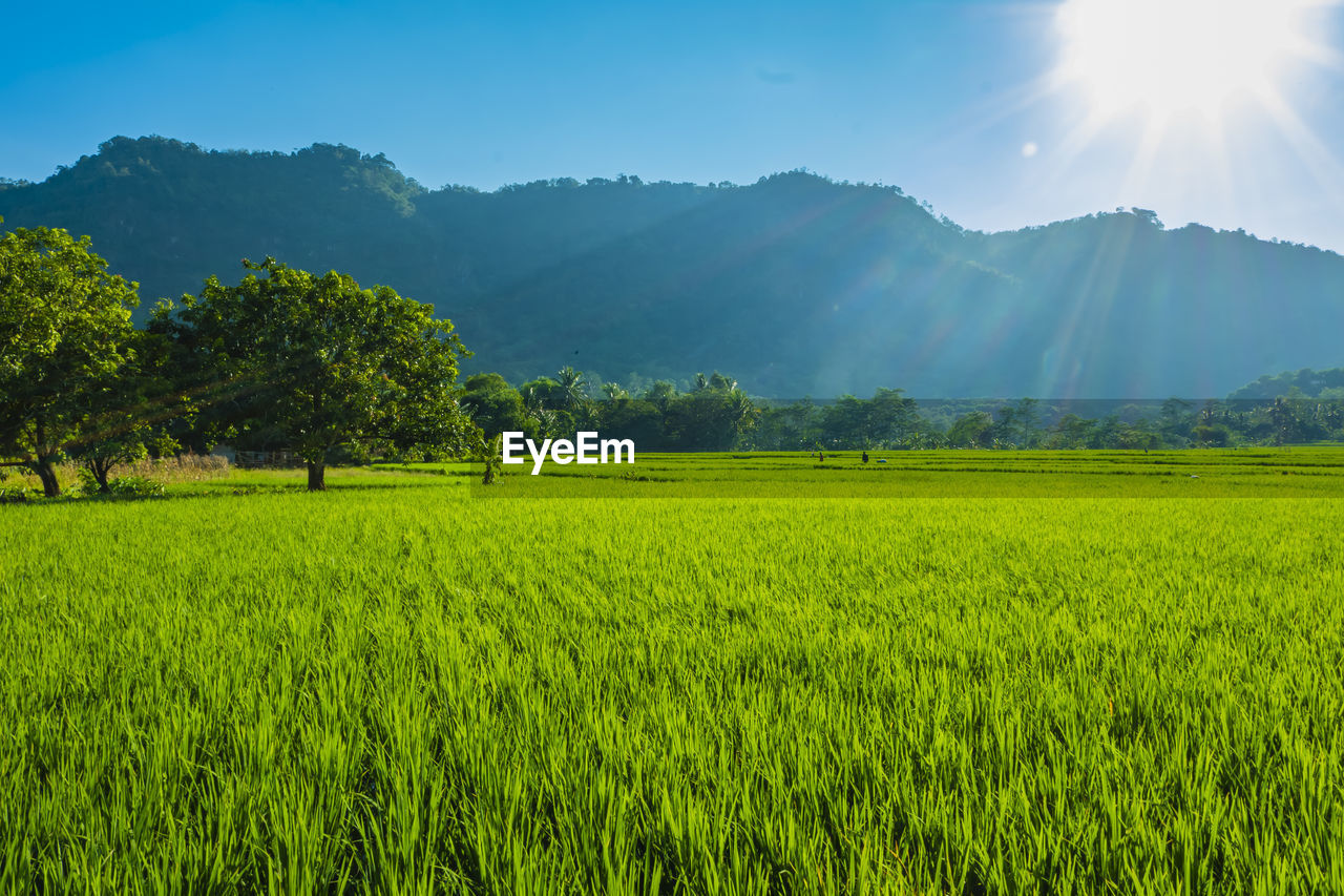 SCENIC VIEW OF FARM AGAINST SKY