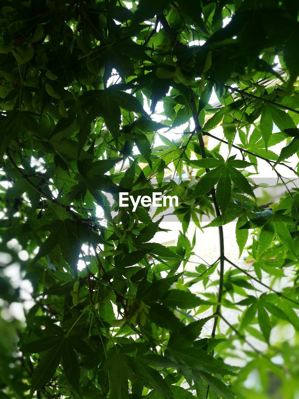 LOW ANGLE VIEW OF GREEN LEAVES