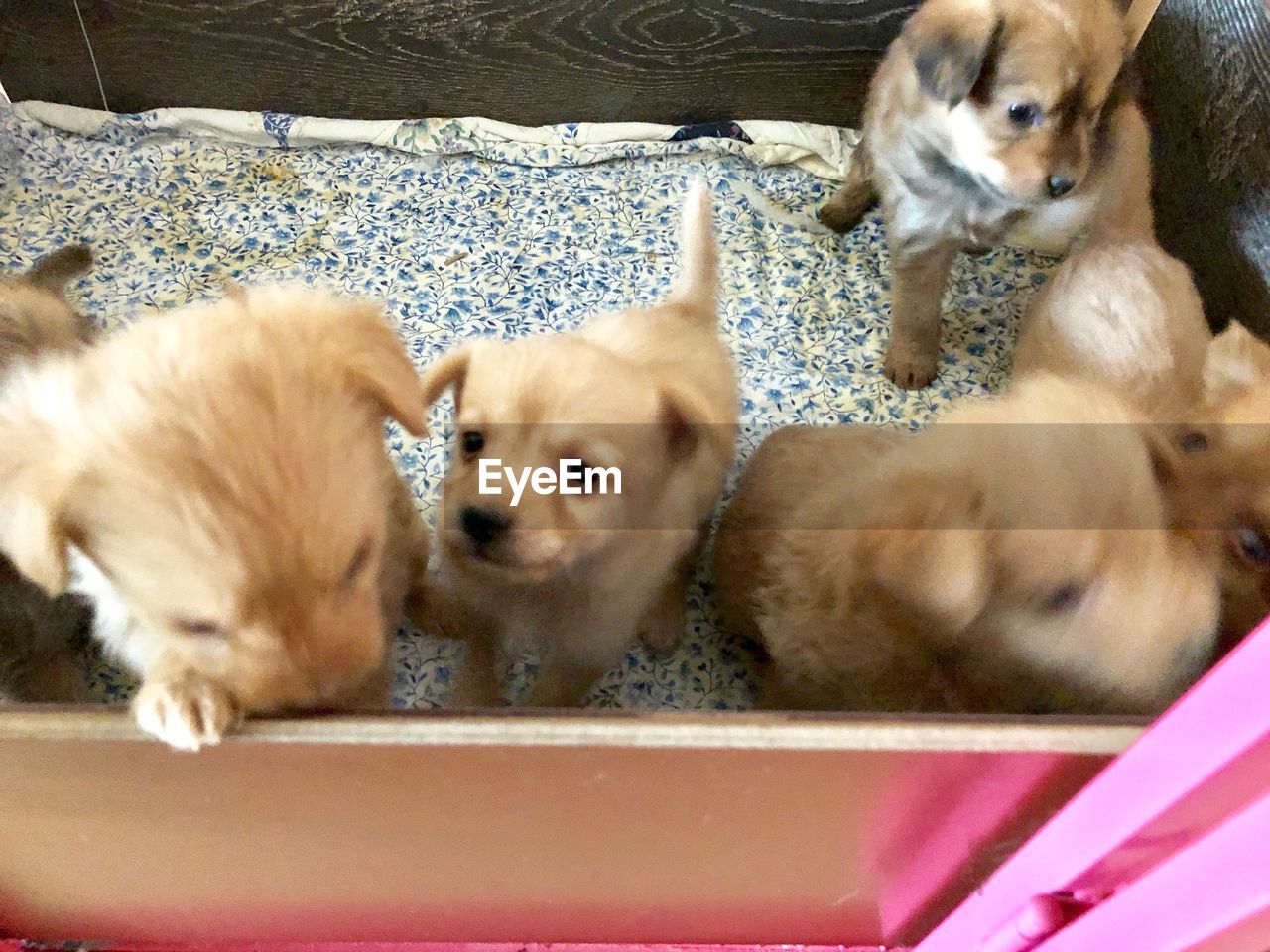 CLOSE-UP OF PUPPY ON CARPET