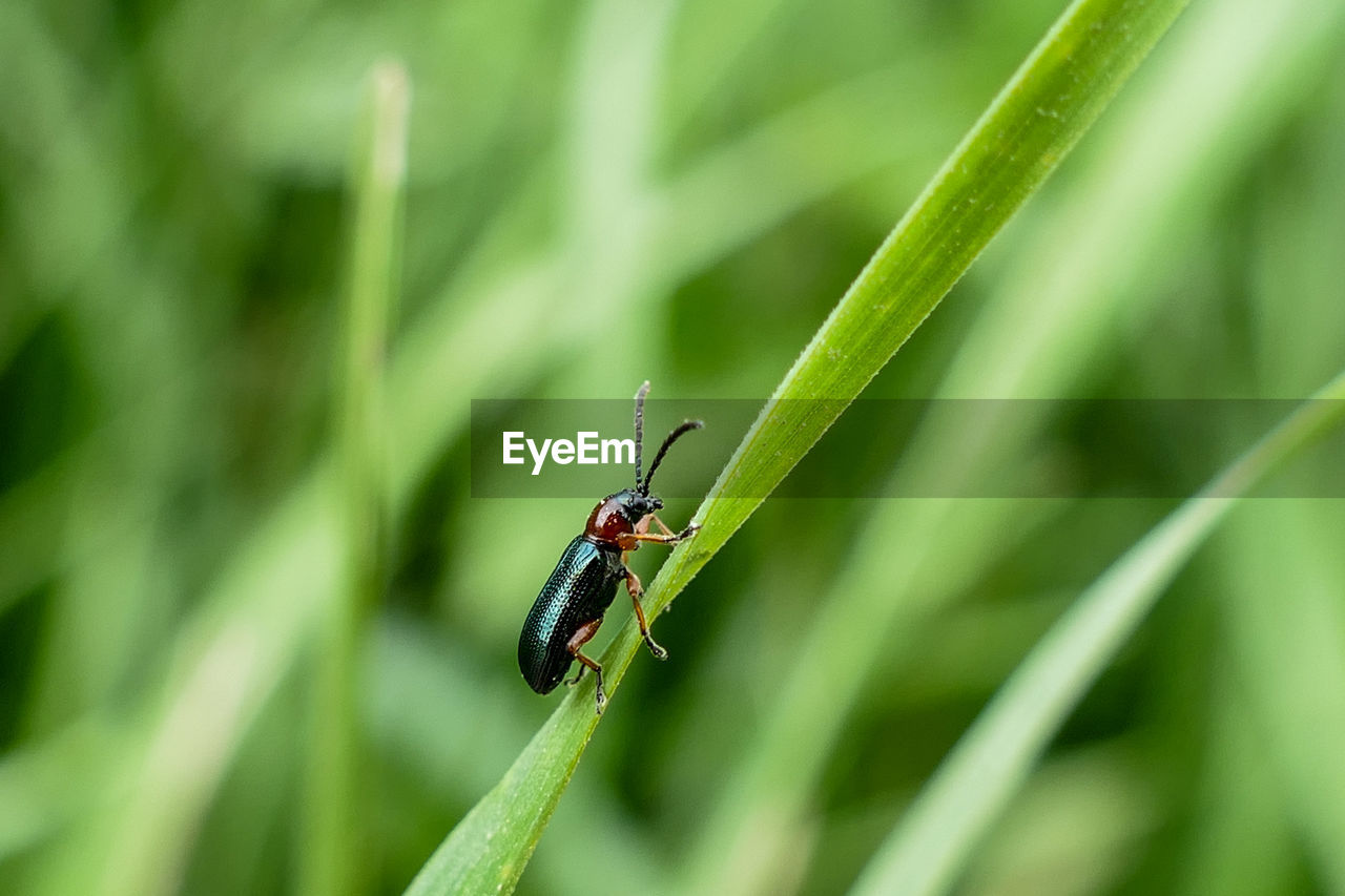 CLOSE-UP OF INSECT ON LEAF