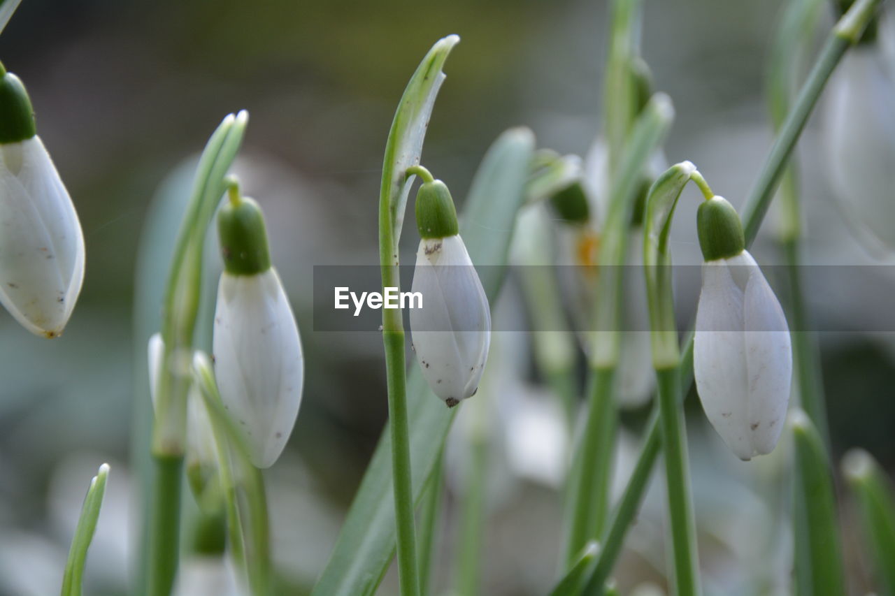 Close-up of white flower