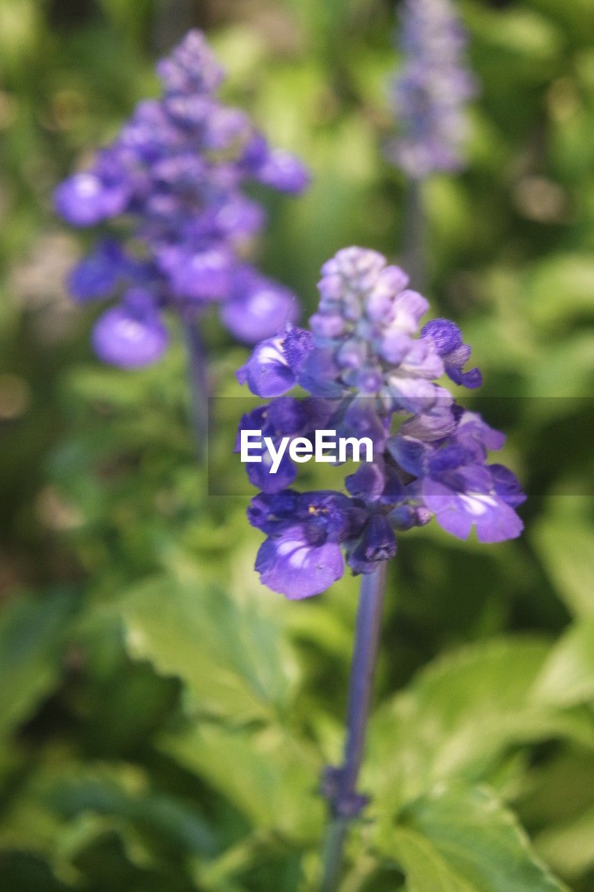 flower, flowering plant, plant, purple, freshness, beauty in nature, close-up, fragility, nature, growth, inflorescence, flower head, petal, no people, focus on foreground, plant part, leaf, botany, selective focus, outdoors, food and drink, wildflower, food, garden, day, blossom, lavender, summer, springtime, green