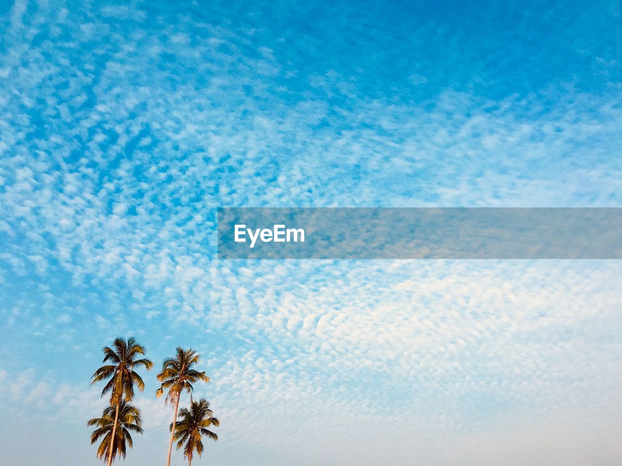 Low angle view of palm tree against cloudy sky