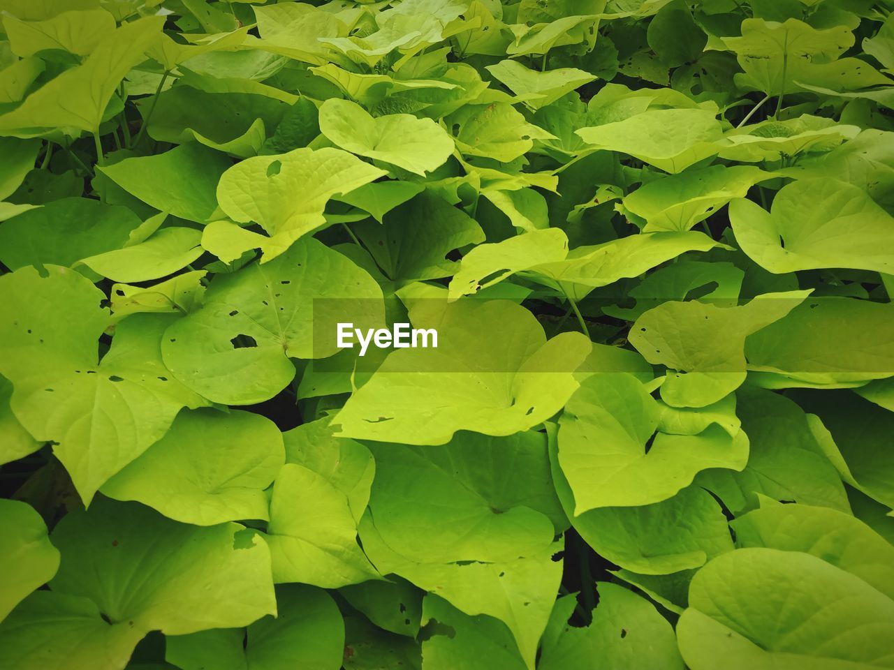 Full frame shot of leaves