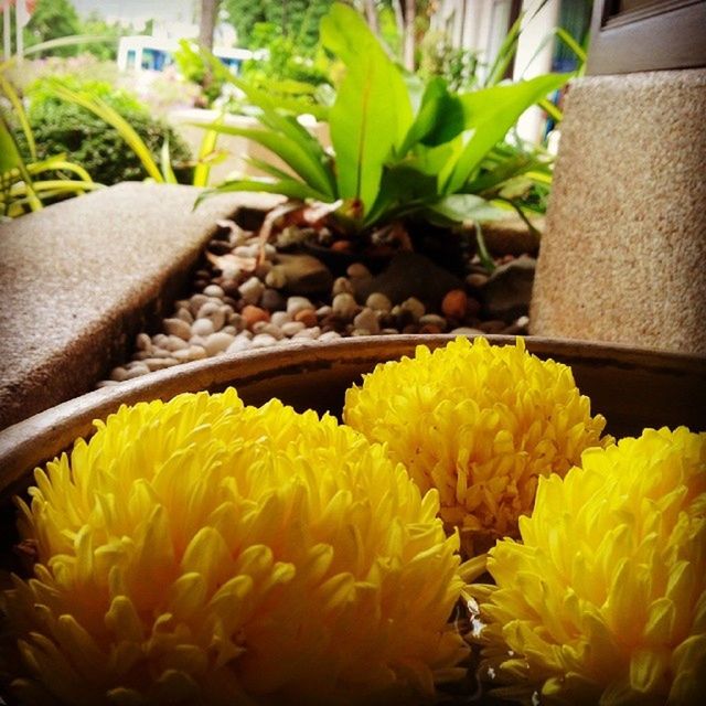 CLOSE-UP OF YELLOW FLOWERS BLOOMING