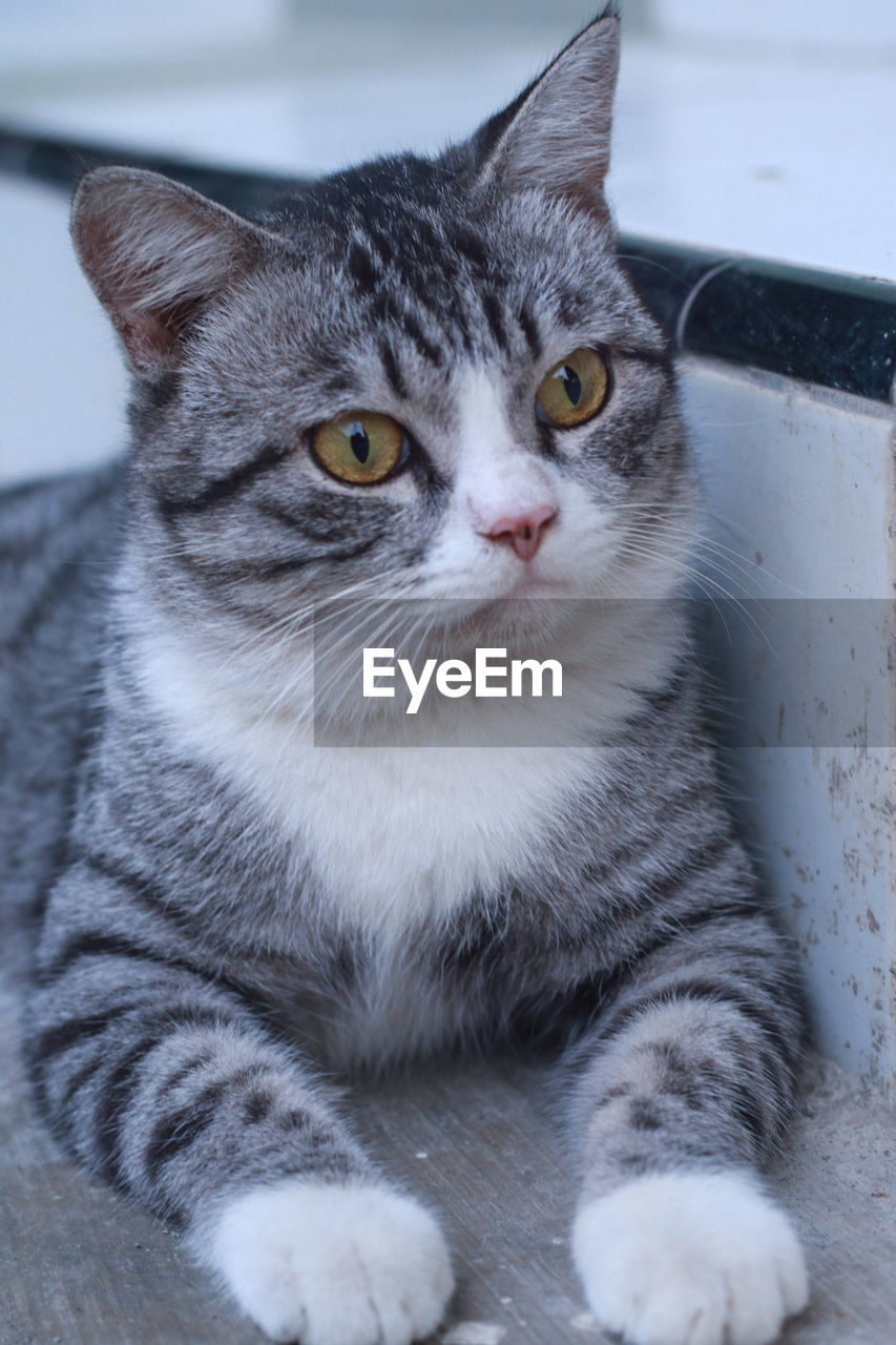 Close-up portrait of tabby cat