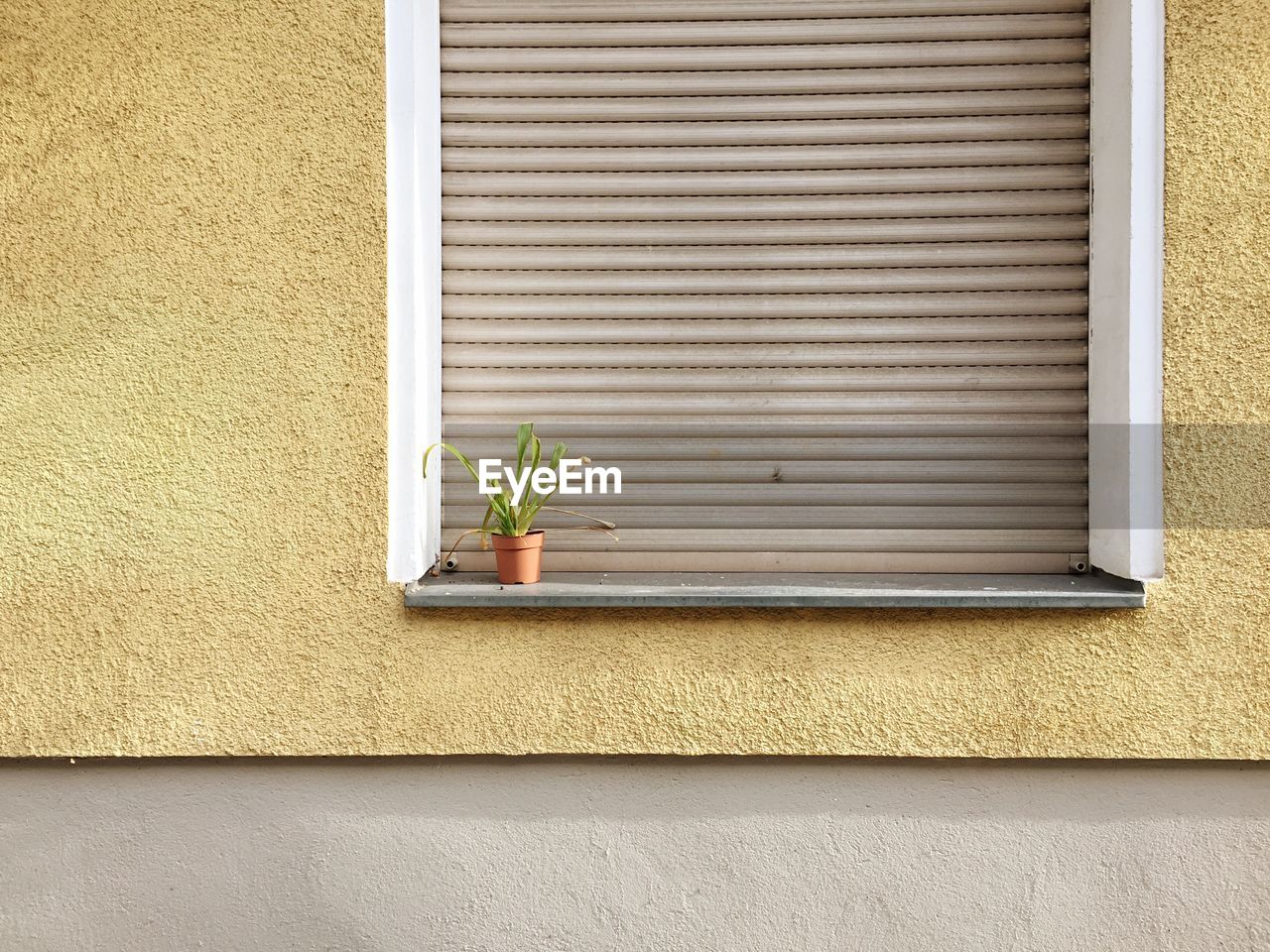 Potted plant on window sill